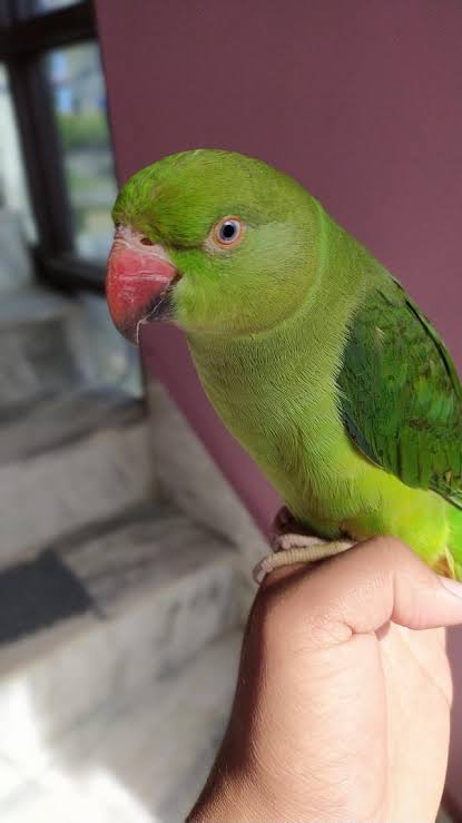 Coco Parrot