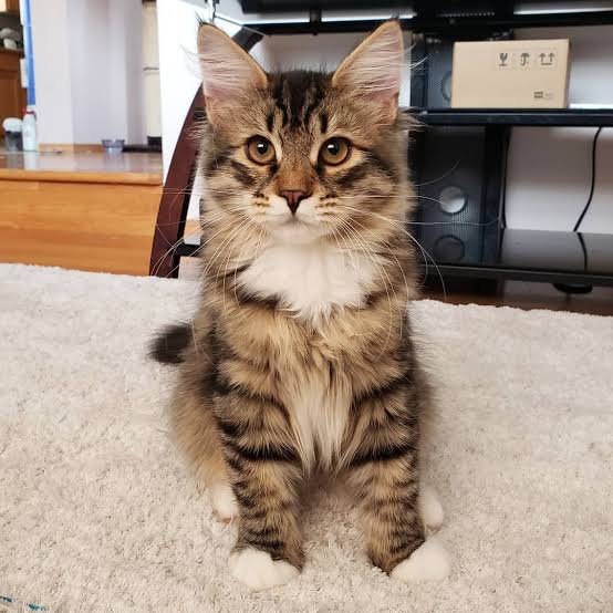 Lili Siberian Cat