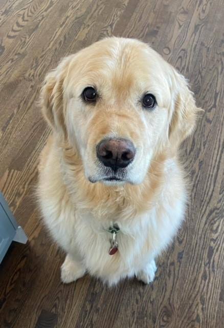 Toffy Golden Retriever