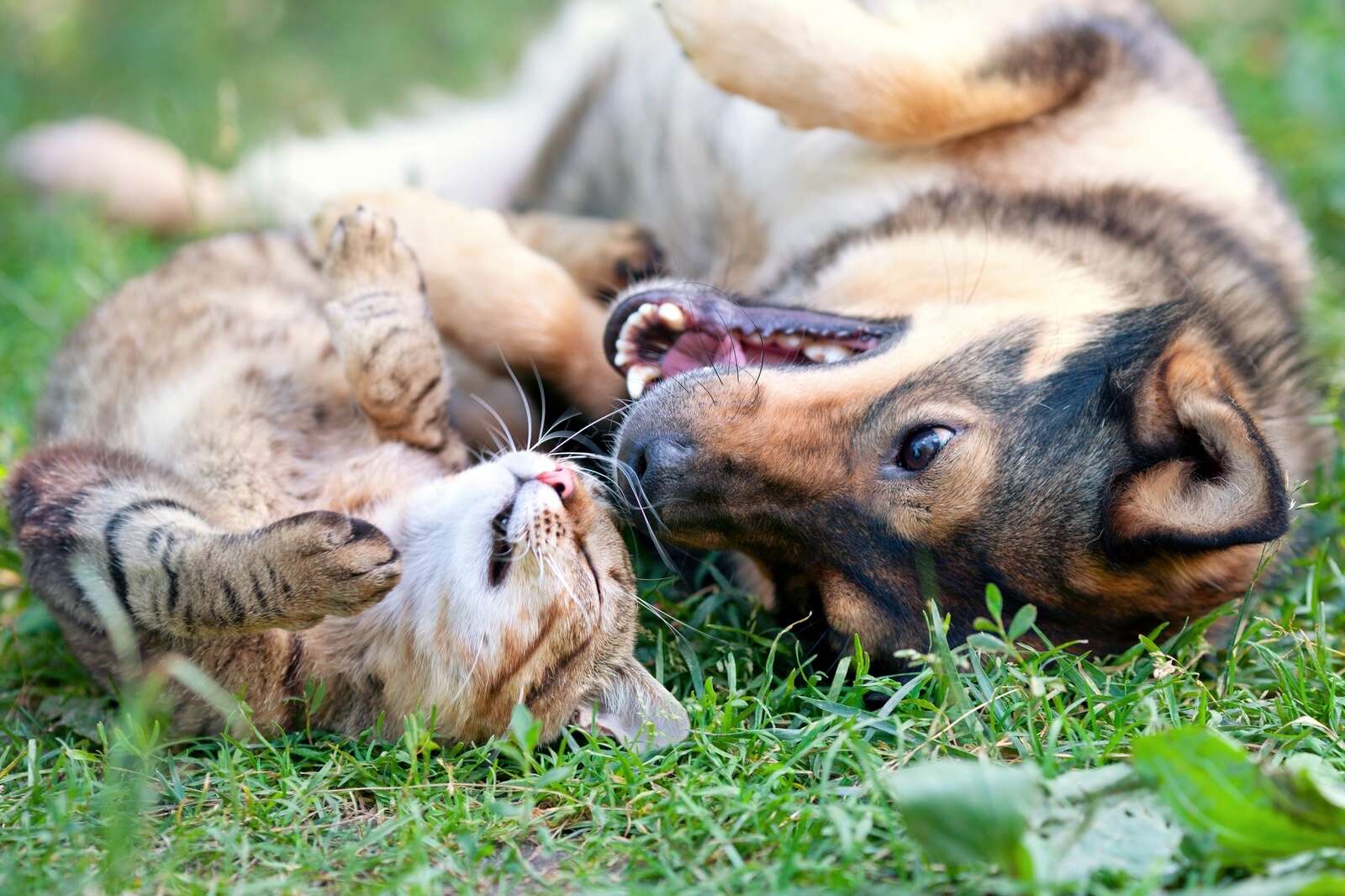 Happy pets
