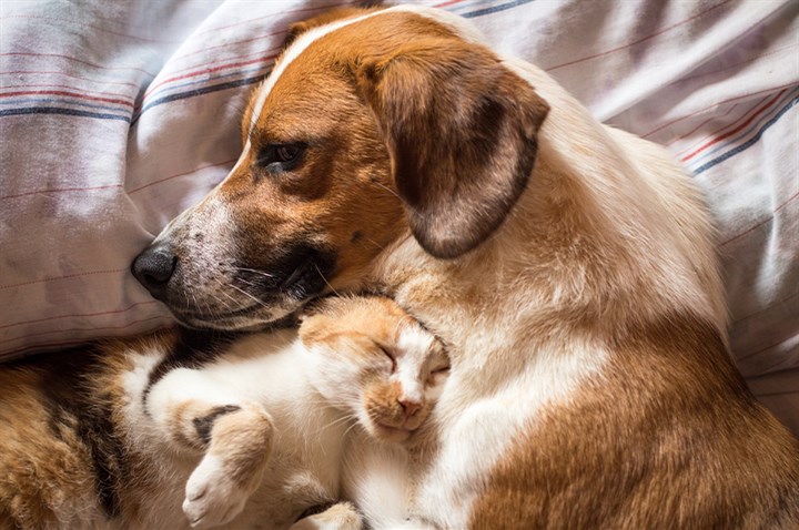 Happy pets