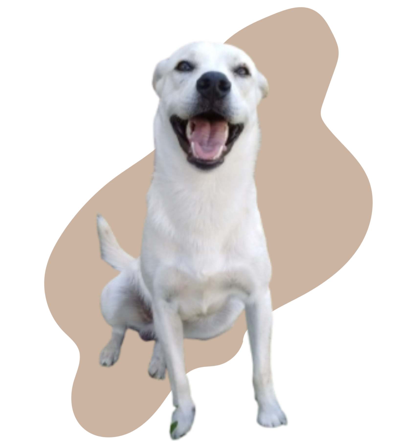 Max the dog