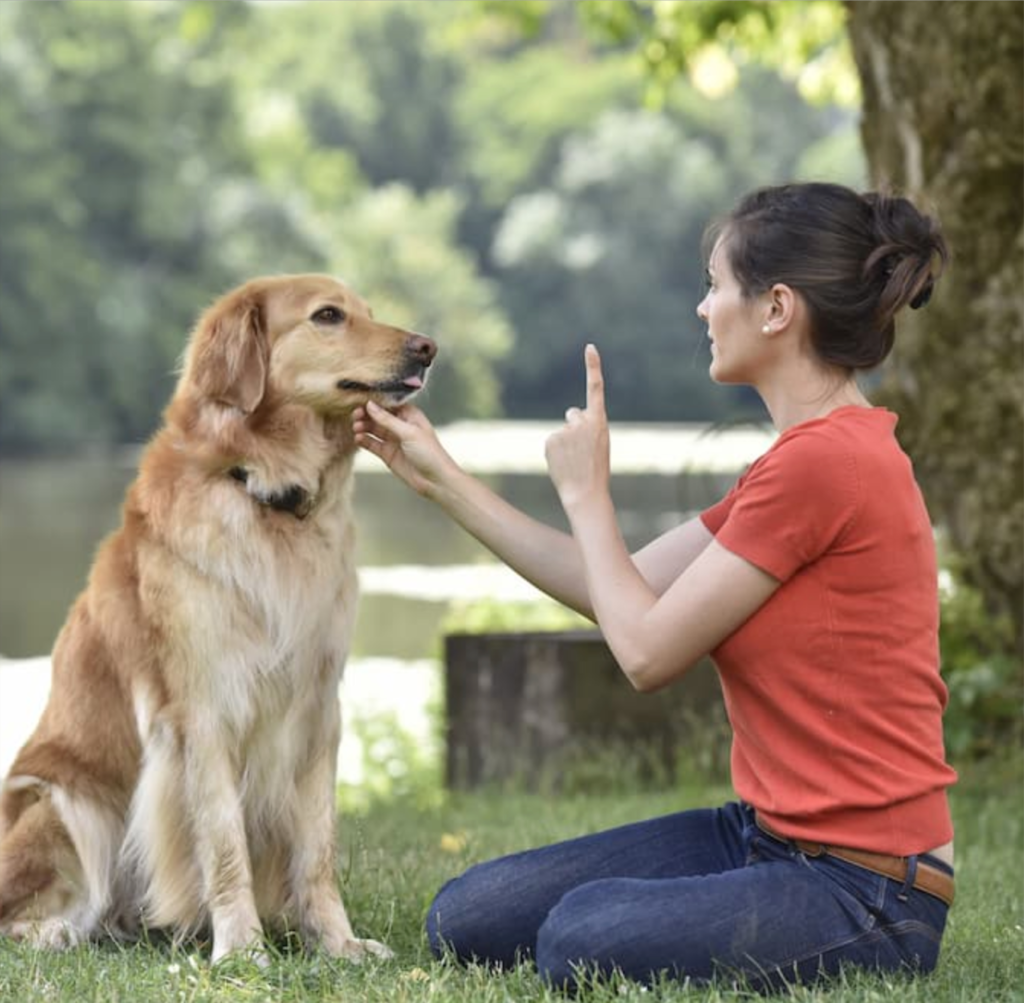 Dog Training