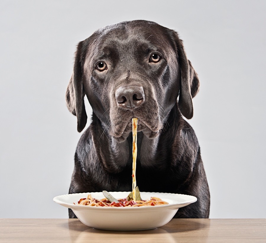 Pet Food