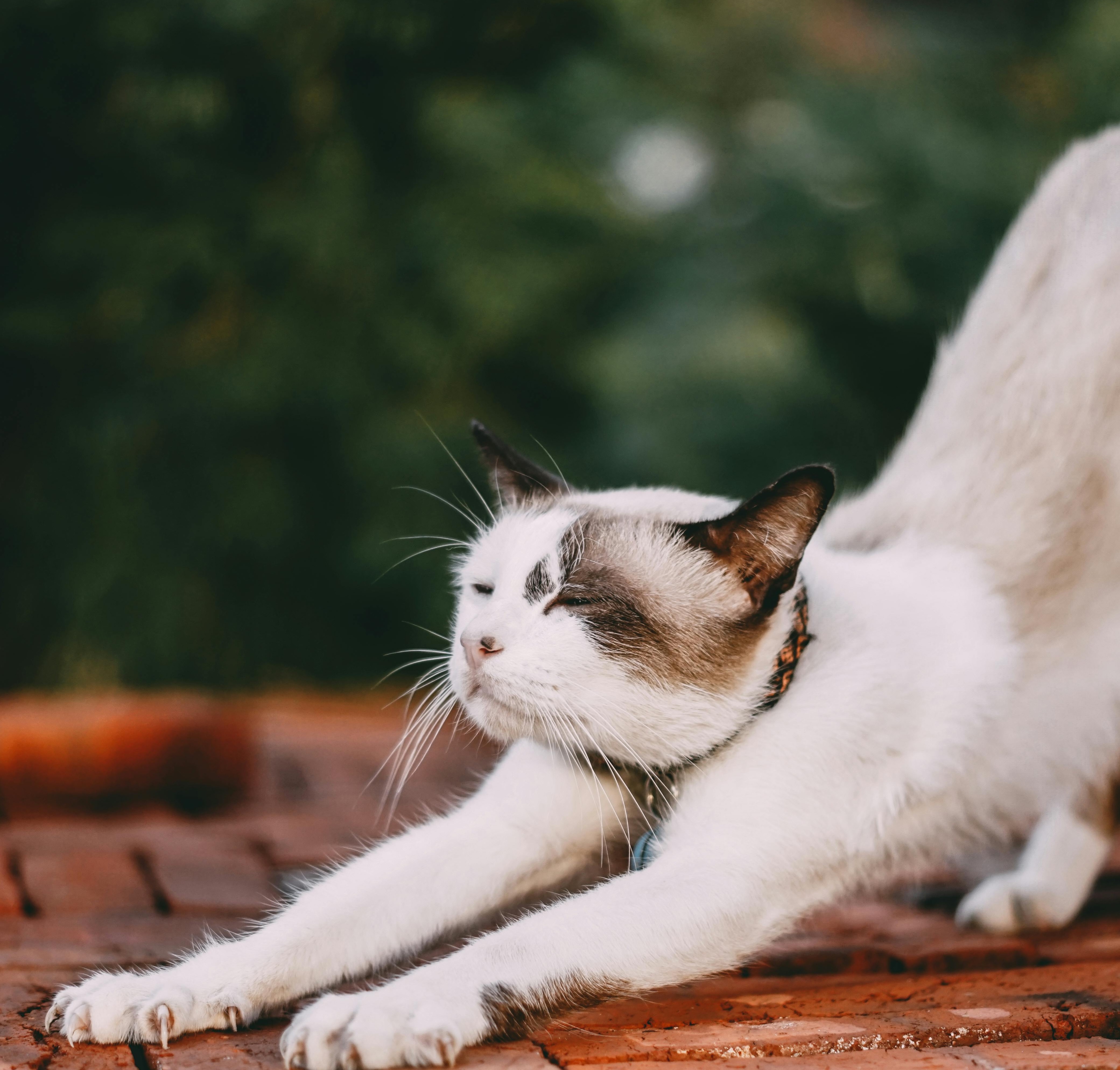 Cat Behavior
