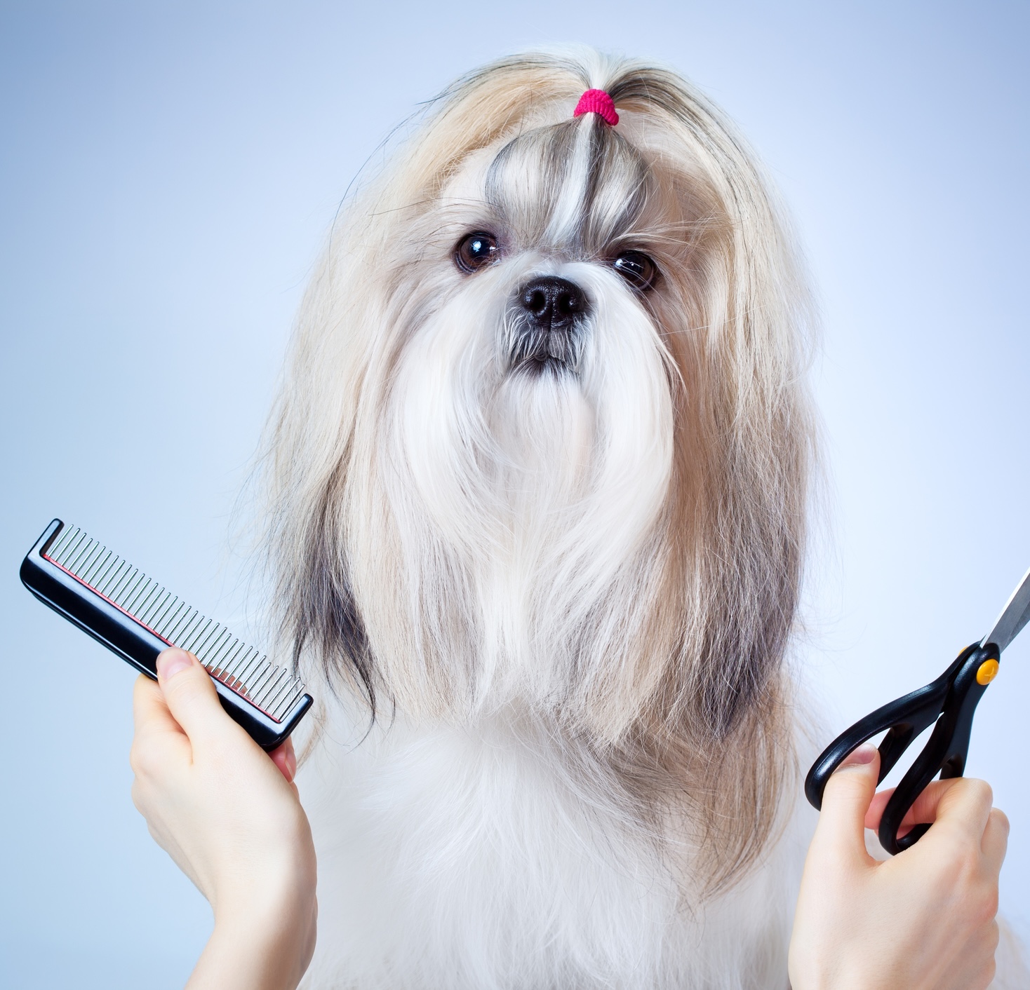 Dog Grooming