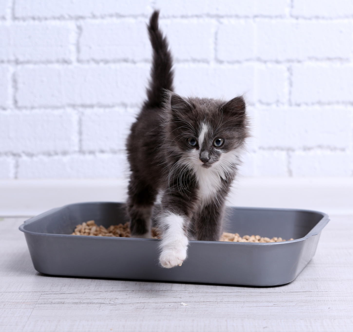 Litter Training